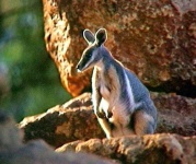 image of wallaby