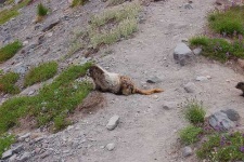 image of marmot