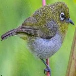 image of bird