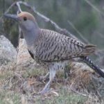 image of bird