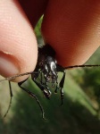image of ground_beetle