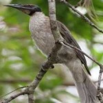 image of bird
