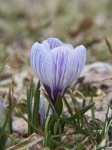 image of flower
