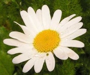 image of flower