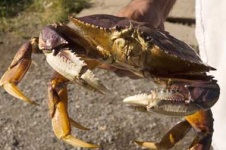 image of king_crab #22