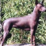 image of animal