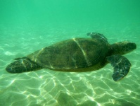 image of animal