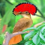 image of bird