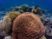 image of reef