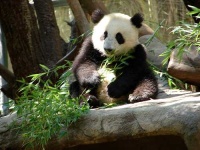 image of giant_panda