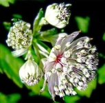 image of flower
