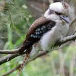image of bird