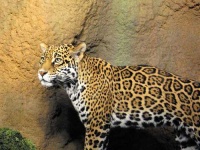image of jaguar_car