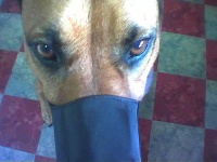 image of muzzle
