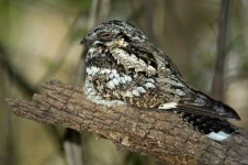 image of nightjar