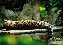image of jaguar_car