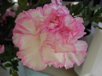 image of flower