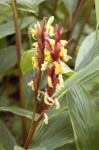 image of flower