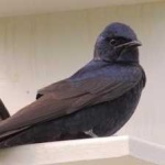 image of bird