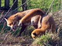 image of red_fox