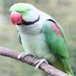 image of alexandrine_parakeet #9