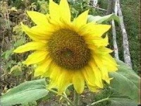 image of sunflower