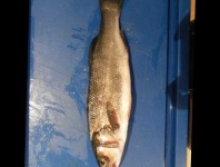 image of fish