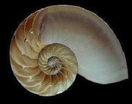 image of nautilus