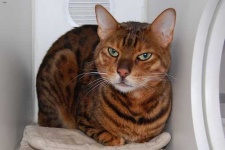 image of animal