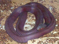 image of indian_cobra
