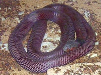 image of indian_cobra #11