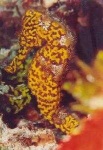 image of sea_horse