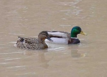 image of drake