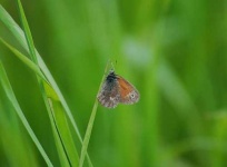 image of ringlet