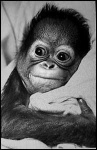 image of chimpanzee