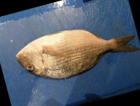 image of fish