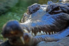 image of african_crocodile