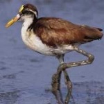 image of bird