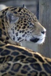 image of jaguar_car