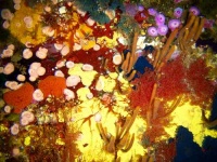 image of anemone_fish