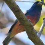 image of bird