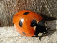 image of ladybug
