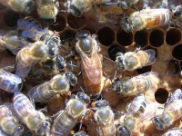 image of honeycomb