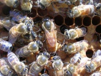 image of honeycomb #23