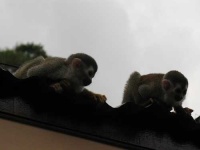 image of squirrel_monkey