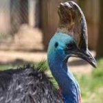 image of bird