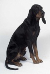 image of black_and_tan_coonhound #21