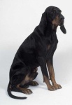 image of black_and_tan_coonhound