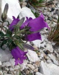 image of flower