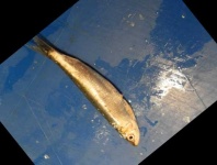 image of fish
